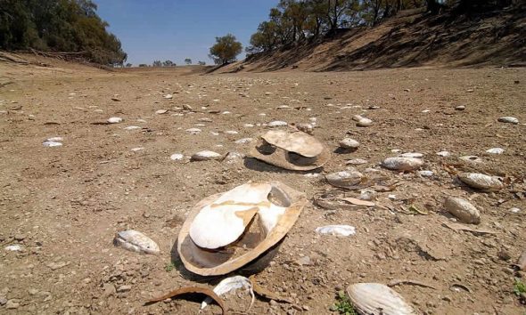 Dead Dry Fauna on the Dry Darling River